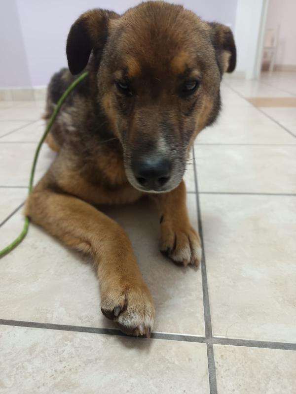 Patorino 5 anni dolcissimo Foto 4